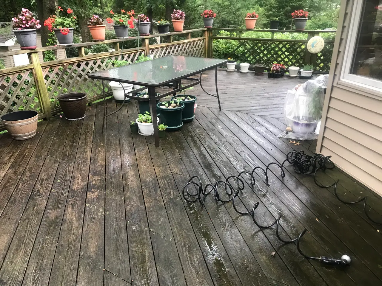 Wood deck covered in algae before cleaning